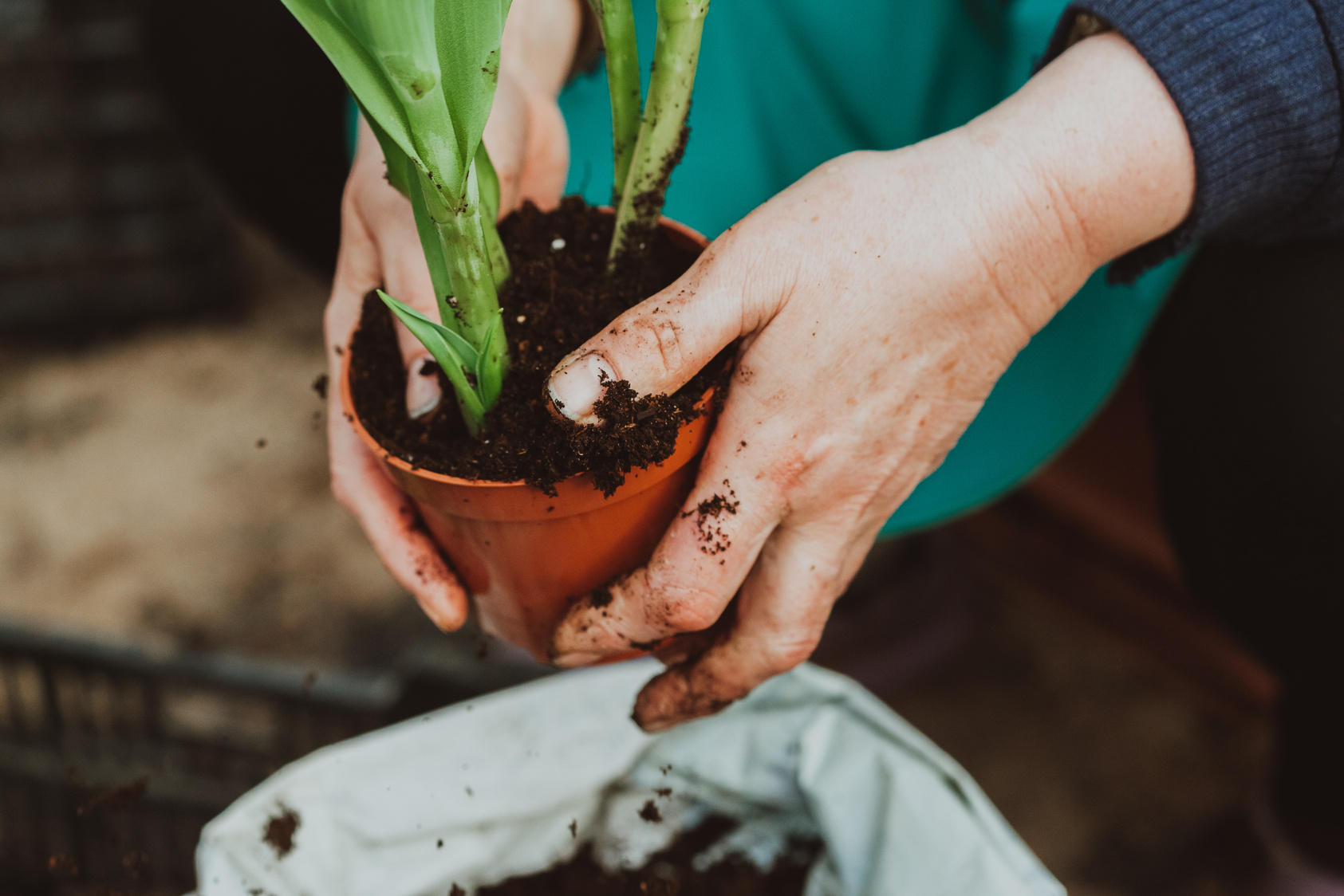 Crop unrecognizable gardener planting green plant in pot
